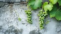 Vibrant Beauty: Lush Green Grape Stalks Twining Through an Ancient Concrete Wall - Royalty Free Stock Photo