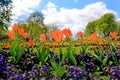 A vibrant bed of colourful orange tulips surrounded by purple polyanthus plants Royalty Free Stock Photo