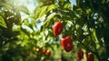 Vibrant bell paprika harvest colorful peppers growing on an open plantation under the summer sun. Royalty Free Stock Photo