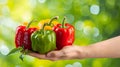 Vibrant bell peppers held in hand, assorted peppers on blurred background with copy space