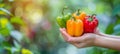 Vibrant bell peppers held in hand, colorful selection on blurred background with copy space