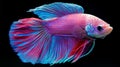 Vibrant Betta fish are captured in motion, set against a stark black background, highlighting their dynamic movement Royalty Free Stock Photo