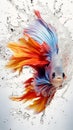 A vibrant betta fish with a dynamic splash, isolated on a white background.