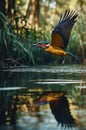 Beautiful Rufous-backed Kingfisher in Flight Above the Tranquil Water Surface Royalty Free Stock Photo
