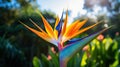 vibrant bird of paradise flower