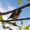 Vibrant Black and yellow broadbill bird perched on a tree branch