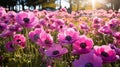 Vibrant Blooming Anemone Fields With Bold Pink Flowers