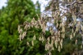 Vibrant blooming hazel tree in a garden setting with lush, green foliage