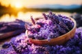 Vibrant blooming lavender fields, lavandula angustifolia agriculture harvest landscape panorama