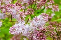 Vibrant blooming lilac close-up, bright flower. The lush branches of a blossoming forest of lilac