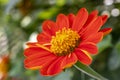 Vibrant blooming orange Mexican sunflower