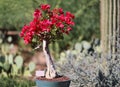 Vibrant Blossoming Bougainvillea Tree