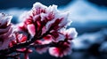 Vibrant Blossoms with Snow Against a Moody Background