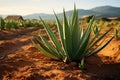 Vibrant Blue Agave Plantation at Sunset with Mountain Background. Generative AI Royalty Free Stock Photo