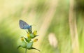 Vibrant Blue Butterfly Is Perched On A Bright Yellow Flower Surrounded By Lush Green Grass