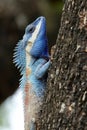 Vibrant blue colored lizard perched on a tree trunk Royalty Free Stock Photo