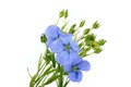 Vibrant blue common flax flower over white background