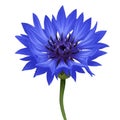 Vibrant Blue Cornflower Blossom Isolated on White Royalty Free Stock Photo