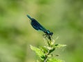 Vibrant blue damselfy sits atop a lush, verdant foliage