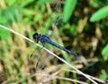 Vibrant blue dragonfly perched atop a tall, thin stalk of grass Royalty Free Stock Photo