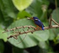 Vibrant blue-eared kingfisher standing on a tee branch with a fish in its beak Royalty Free Stock Photo