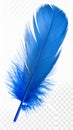 Vibrant blue feather isolated on white background with transparent checkered pattern Royalty Free Stock Photo