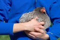 Grey pekin bantam hen chicken is held securely in both young arms