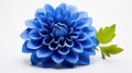 vibrant blue flower isolated