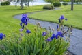 Vibrant blue flowers with long green leaves growing beside a narror curving road Royalty Free Stock Photo