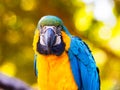 Vibrant blue green and gold Macaw Parrot Royalty Free Stock Photo