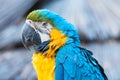 Vibrant blue green and gold Macaw Parrot Royalty Free Stock Photo