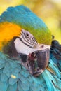 Vibrant blue green and gold Macaw Parrot bird Royalty Free Stock Photo