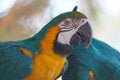 Vibrant blue green and gold Macaw Parrot bird Royalty Free Stock Photo