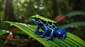 Vibrant Dyeing Poison Frog on Lush Green Leaf in Amazonian Rainforest Habitat Royalty Free Stock Photo