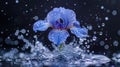 Blue Iris Flower in Water Splash: A Stunning Macro Photography Royalty Free Stock Photo
