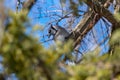 a blue jay sitting in the top of a pine tree Royalty Free Stock Photo