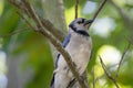 Vibrant blue jay is perched high on a branch in the woods Royalty Free Stock Photo