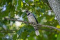Vibrant blue jay is perched high on a branch in the woods Royalty Free Stock Photo