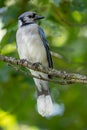 Vibrant blue jay is perched high on a branch in the woods Royalty Free Stock Photo