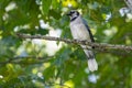 Vibrant blue jay is perched high on a branch in the woods Royalty Free Stock Photo