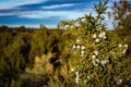 Vibrant blue juniper berries Royalty Free Stock Photo