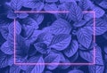 Vibrant blue leaves layout and pink neon glowing frame. Flat lay. Vapor wave retro pattern for design Royalty Free Stock Photo