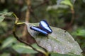 Blue morpho butterfly on leaf in Peruvian rainforest Royalty Free Stock Photo