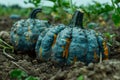 Vibrant Blue and Orange Pumpkins on a Farm, Fresh Autumn Harvest Scene with Soil and Greenery Royalty Free Stock Photo