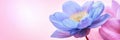 Vibrant blue and pink lotus blossoms on a soft pink background Royalty Free Stock Photo