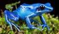 Vibrant blue poison dart frog, dendrobates tinctorius azureus, on lush green moss in close up Royalty Free Stock Photo