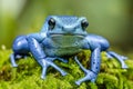 Vibrant blue poison dart frog dendrobates tinctorius azureus on lush green moss in macro close up Royalty Free Stock Photo