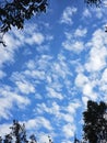 Vibrant Blue Sky with Patchy Altocumulus Clouds Framed by Dark Tree Canopy Royalty Free Stock Photo