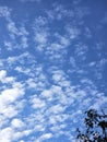 Vibrant Blue Sky with Patchy Altocumulus Clouds Framed by Dark Tree Canopy Royalty Free Stock Photo