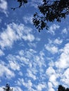 Vibrant Blue Sky with Patchy Altocumulus Clouds Framed by Dark Tree Canopy Royalty Free Stock Photo
